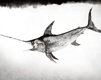 May include: Black and white ink drawing of a swordfish with a long, pointed bill. The fish is depicted in a realistic style, with detailed scales and fins. The drawing is set against a white background with a subtle gray wash.