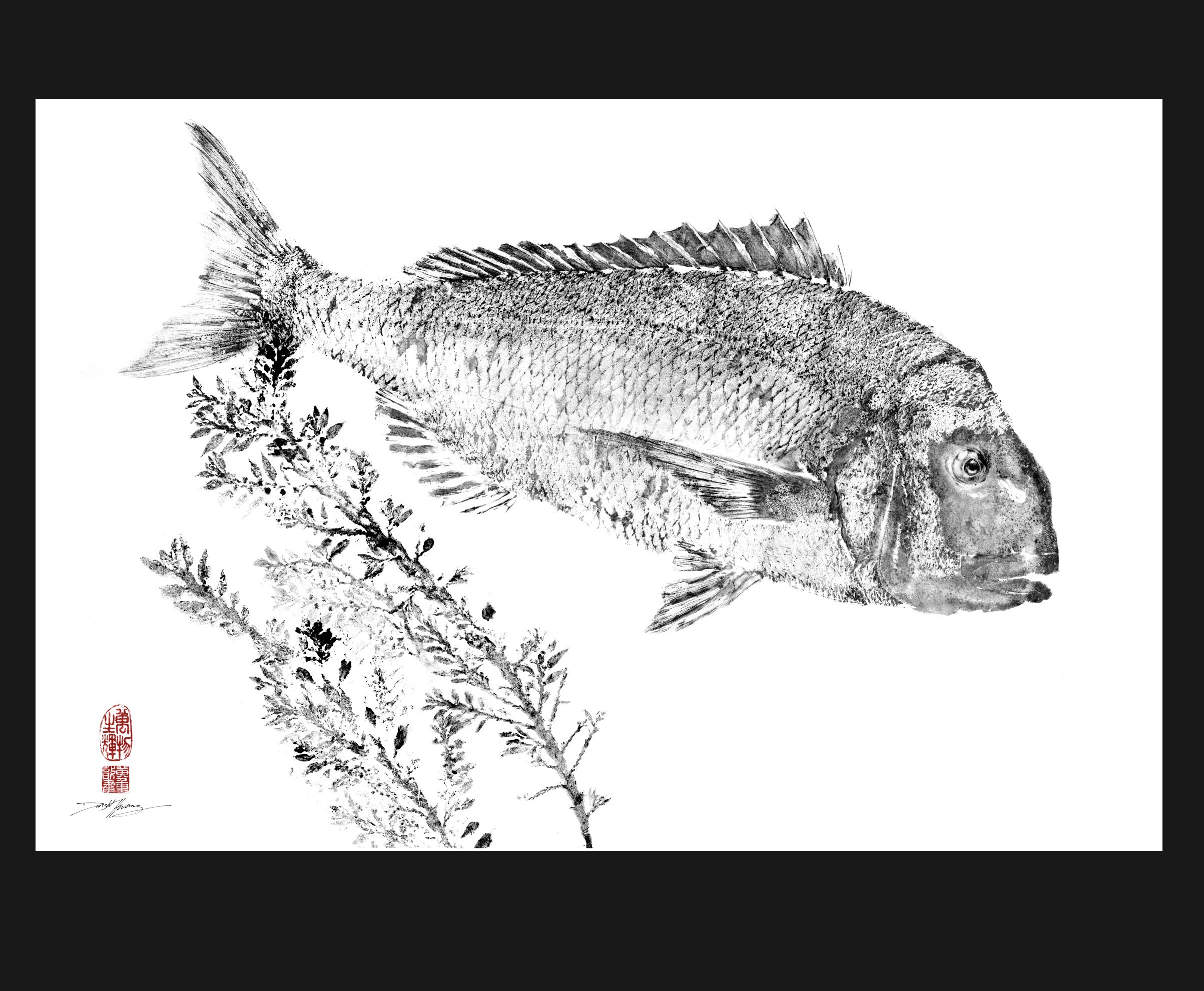 Red Snapper - Red Sea Bream - Madai with Kelp - Gyotaku reproduction print - traditional fish art by Dwight Hwang