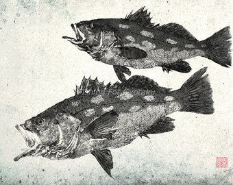 Pair of CALICO BASS (Kelp Bass) - GYOTAKU print - traditional Japanese fish art by Dwight Hwang