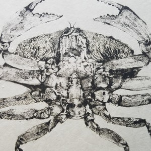 May include: Black and white ink drawing of a crab with detailed markings on its shell and legs.
