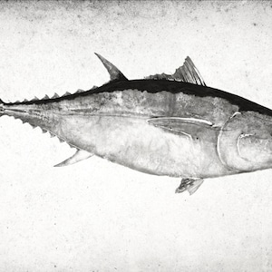 Può includere: Un disegno a inchiostro nero e bianco di un tonno su uno sfondo bianco testurizzato. Il pesce è rivolto a destra e presenta una rappresentazione dettagliata e realistica delle sue squame e pinne. Un timbro rosso si trova nell'angolo in basso a sinistra.