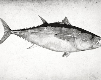 BLUEFIN TUNA (Hon Maguro) - GYOTAKU print - traditional Japanese fish art by Dwight Hwang