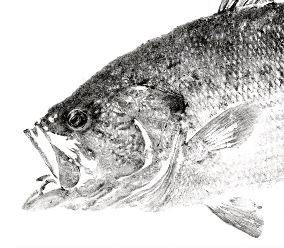 ブラックバス / オオマスバスと雑草 魚拓 - ドワイト・ファンによる  