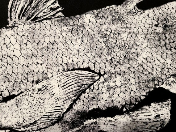 日本画「シーラカンス」 シーラカンス「生きた化石」魚拓、黒地に白インク - ドワイト・ファン