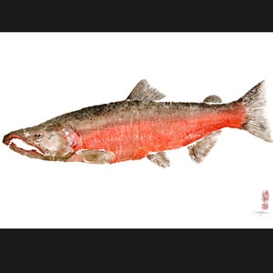 May include: Watercolor painting of a salmon with a red body and dark gray spots. The salmon is swimming to the right with its mouth open.