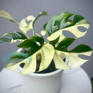 Raphidophora Tetrasperma Half Moon Albo Variegada - Estaca Enraizada com Nó - Planta de Interior Rara - Fácil de Cuidar - Jardinagem