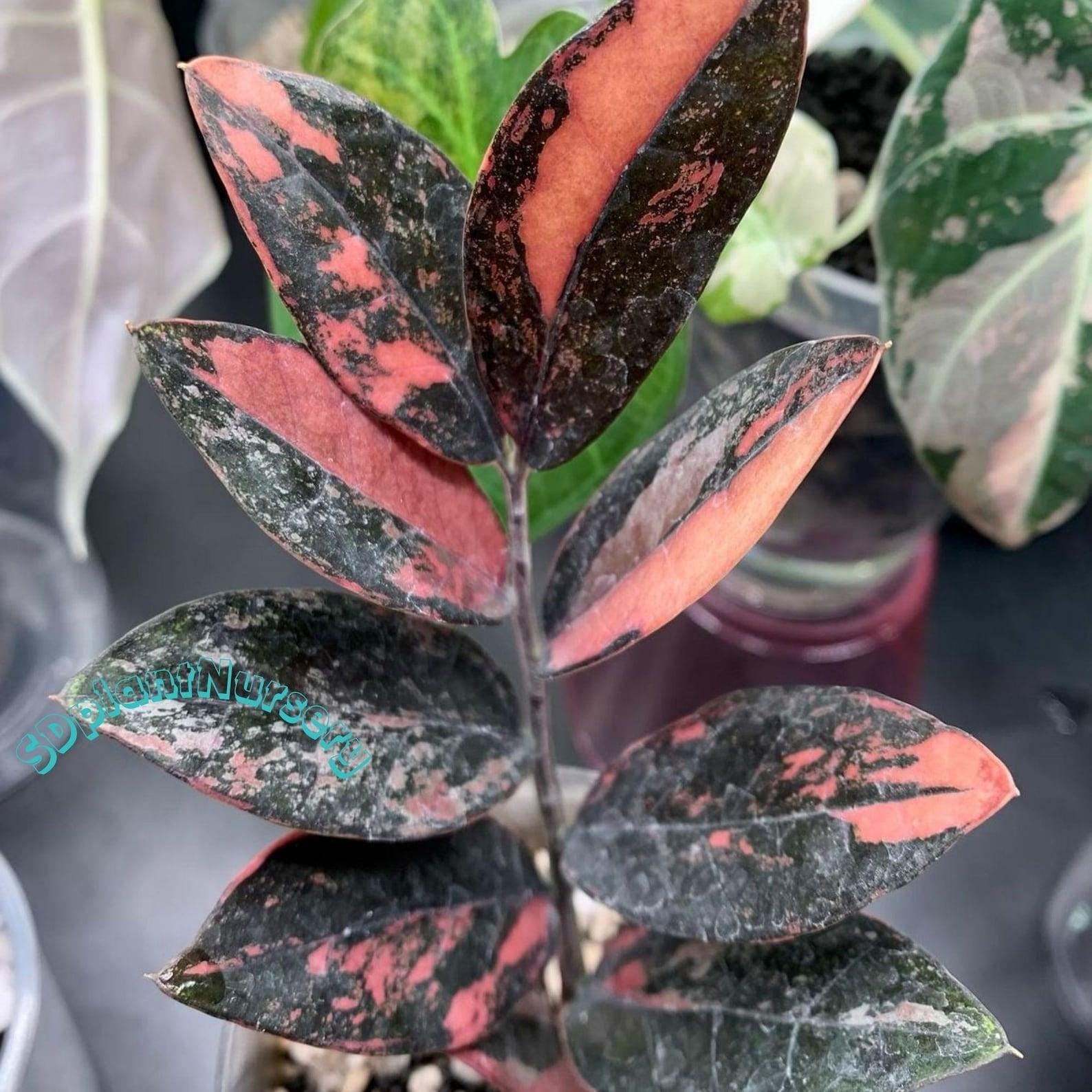geigenfeige gre Geigenfeige (Ficus lyrata) XXL-Gre kaufen