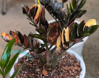 Planta ZZ Raven - Zamioculcas Zamiifolia Planta viva Esqueje enraizado Planta de interior rara Fácil cuidado Jardinería