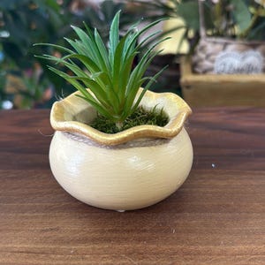 May include: A small artificial green succulent plant potted in a round, cream-coloured ceramic container with a ruffled, gold-painted rim. The base of the plant is surrounded by green moss, and a thin twine string is wrapped around the neck of the pot.