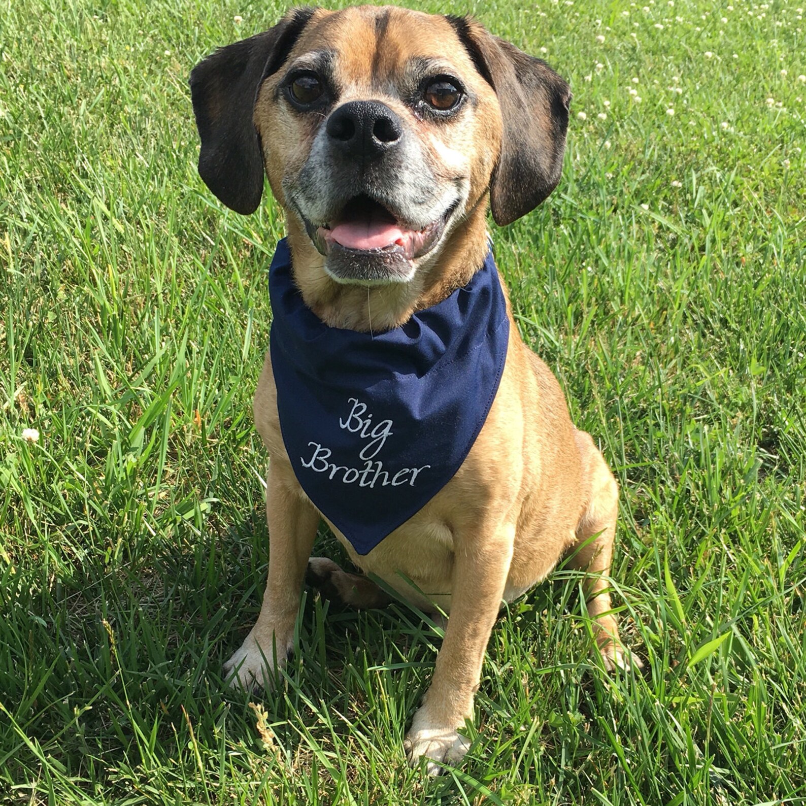 Big Brother Navy Blue Dog Bandana Over the Collar Style Etsy