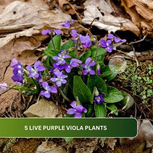 May include: A cluster of five live purple viola plants with green leaves and small violet flowers featuring white centers. The text 5 LIVE PURPLE VIOLA PLANTS is displayed in a green rectangular banner at the bottom of the image.