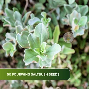 May include: A cluster of light green, succulent-like leaves with a soft, matte texture. A green rectangular banner at the bottom displays the white text 50 FOURWING SALTBUSH SEEDS. A small circular logo with a floral graphic is visible.
