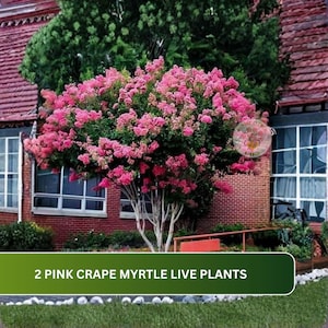 May include: A Crape Myrtle plant with vibrant pink flower clusters and smooth, light-colored branches. The text 2 PINK CRAPE MYRTLE LIVE PLANTS is displayed at the bottom of the image, with a circular logo visible on the right side.
