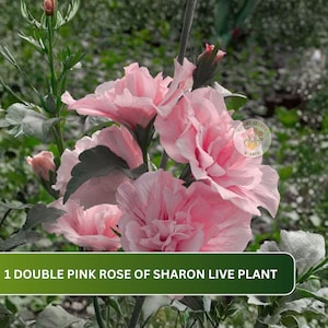 May include: A live Rose of Sharon plant featuring multiple double pink flowers with ruffled petals and dark green leaves. The image includes a circular logo and the text 1 DOUBLE PINK ROSE OF SHARON LIVE PLANT at the bottom.