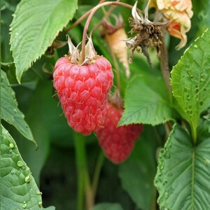 May include: A cluster of ripe, bright red raspberries hanging from a green stem. The berries feature a textured, bumpy surface and are surrounded by serrated green leaves. Some dried, withered flower remnants are visible near the fruit.