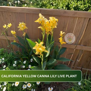 May include: A California yellow canna lily live plant with vibrant yellow flowers and broad green leaves. A circular sign with a floral illustration and the text Nature Garden is attached to the wooden fence behind the plant.