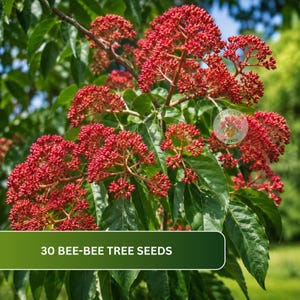 May include: A Bee-Bee tree with clusters of small, vibrant red berries and green leaves. A green rectangular overlay at the bottom contains the white text 30 BEE-BEE TREE SEEDS. The plant features numerous branching stems and dense foliage.
