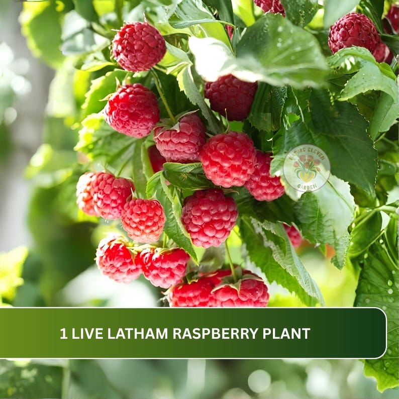 May include: A live Latham raspberry plant featuring numerous clusters of ripe, textured red raspberries hanging from green stems among vibrant green leaves. The text 1 LIVE LATHAM RASPBERRY PLANT is displayed in white on a dark green banner.