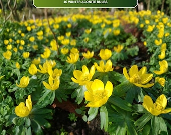 10 Winter Aconite Bulbs