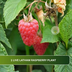 May include: A live Latham raspberry plant featuring bright red, textured berries hanging from thin stems among serrated green leaves. A circular logo with the text Nature Eleven Garden is visible. The text 1 LIVE LATHAM RASPBERRY PLANT is present.