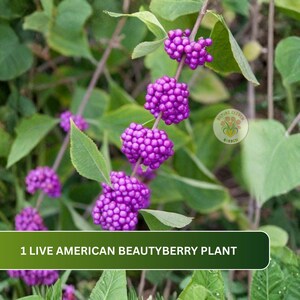 May include: Close-up of a Beautyberry plant with vibrant purple berries clustered along the stems. The plant has green leaves and the text "1 LIVE AMERICAN BEAUTYBERRY PLANT" is displayed on a green banner at the bottom of the image.
