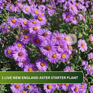 May include: A cluster of vibrant purple New England aster flowers with bright yellow centers, featuring numerous petals and green foliage. A small bee is visible on one of the blossoms. The text 1 LIVE NEW ENGLAND ASTER STARTER PLANT is displayed.