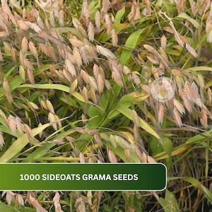 May include: A cluster of Sideoats Grama grass featuring slender green blades and drooping, tan-colored seed heads. A green rectangular overlay at the bottom displays the white text 1000 SIDEOATS GRAMA SEEDS, and a small circular logo is visible.