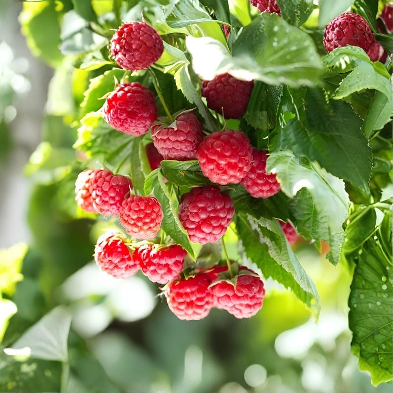 May include: A cluster of ripe, vibrant red raspberries hanging from a green leafy branch. The berries feature a textured, bumpy surface and are surrounded by serrated green leaves, with some berries showing small water droplets on their skin.