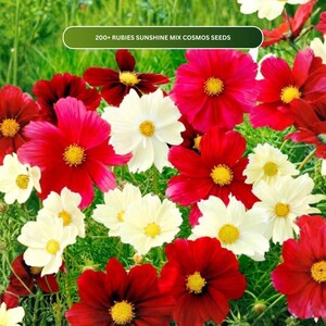 May include: A vibrant image of cosmos flowers in full bloom. The flowers display a mix of colors, including deep red, bright white, and a touch of yellow at the center. The text "200+ RUBIES SUNSHINE MIX COSMOS SEEDS" is visible.
