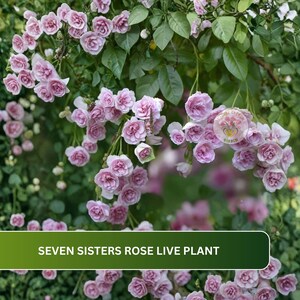May include: A Seven Sisters rose live plant featuring clusters of small, multi-petaled light pink flowers and green foliage. A circular logo with the text 'FLOWER GARDEN' is visible among the blooms, and the text 'SEVEN SISTERS ROSE LIVE PLANT' appears at the bottom.