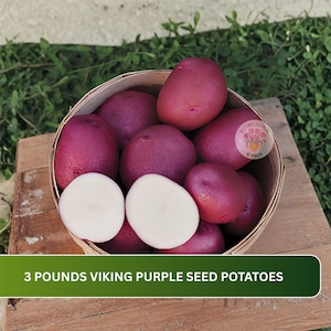 May include: A round wooden basket filled with red-skinned Viking purple seed potatoes, including two sliced potatoes revealing white interiors. The text 3 POUNDS VIKING PURPLE SEED POTATOES is printed at the bottom of the image.