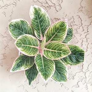 Aglaonema minion zeldzame plant - plant voor binnen en buiten Aroid tropische kamerplant nieuwe plant
