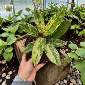 Aglaonema Simplex Variegada - Planta de interior y exterior Arácea Tropical Planta de Interior Nueva Planta