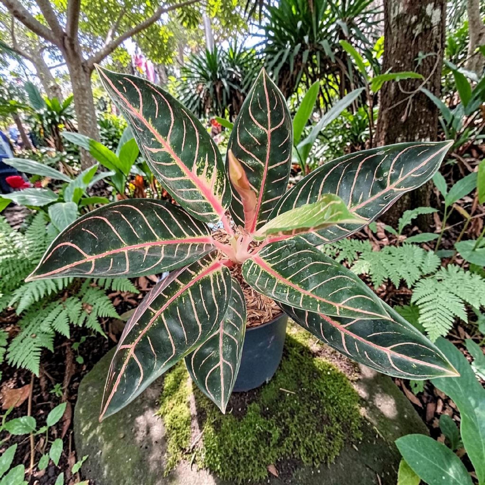 Aglaonema Pride of Sumatra - Etsy