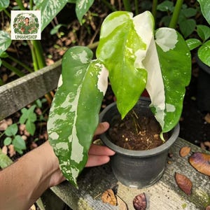 weie orchideen bedeutung Weie Orchideen