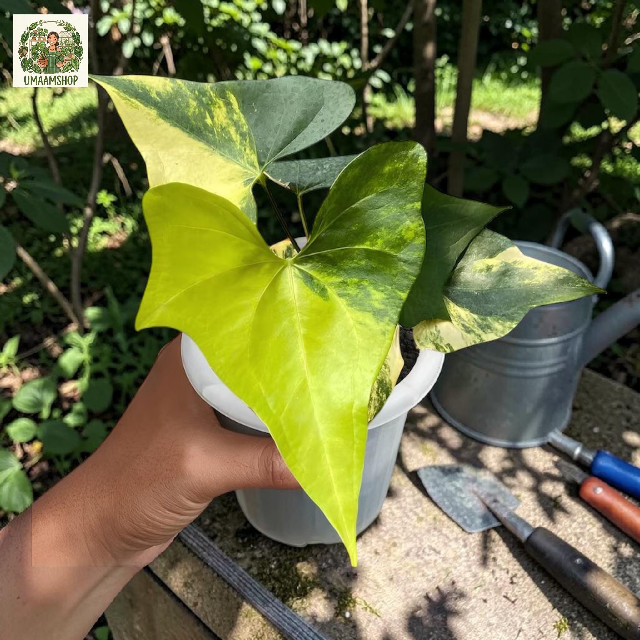 Anthurium pterodactyl variegata - Etsy 日本
