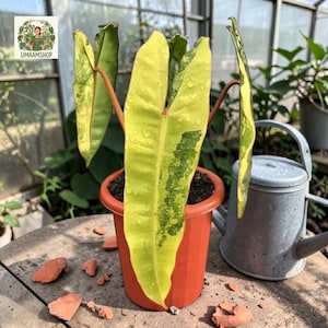 Philodendron Billietiae Variegata - Etsy