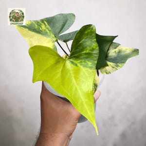 Anthurium pterodactyl variegata - Etsy 日本