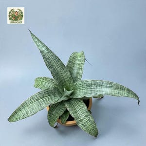 Op de afbeelding: Een Sansevieria-plant met puntige, stijve, lichtgroene bladeren met donkergroene horizontale strepen. De plant staat in een ronde, lichtbruine terracotta pot, gezien vanuit een hoge hoek tegen een effen lichtblauwe achtergrond.