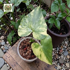 Anthurium pterodactyl variegata - Etsy 日本