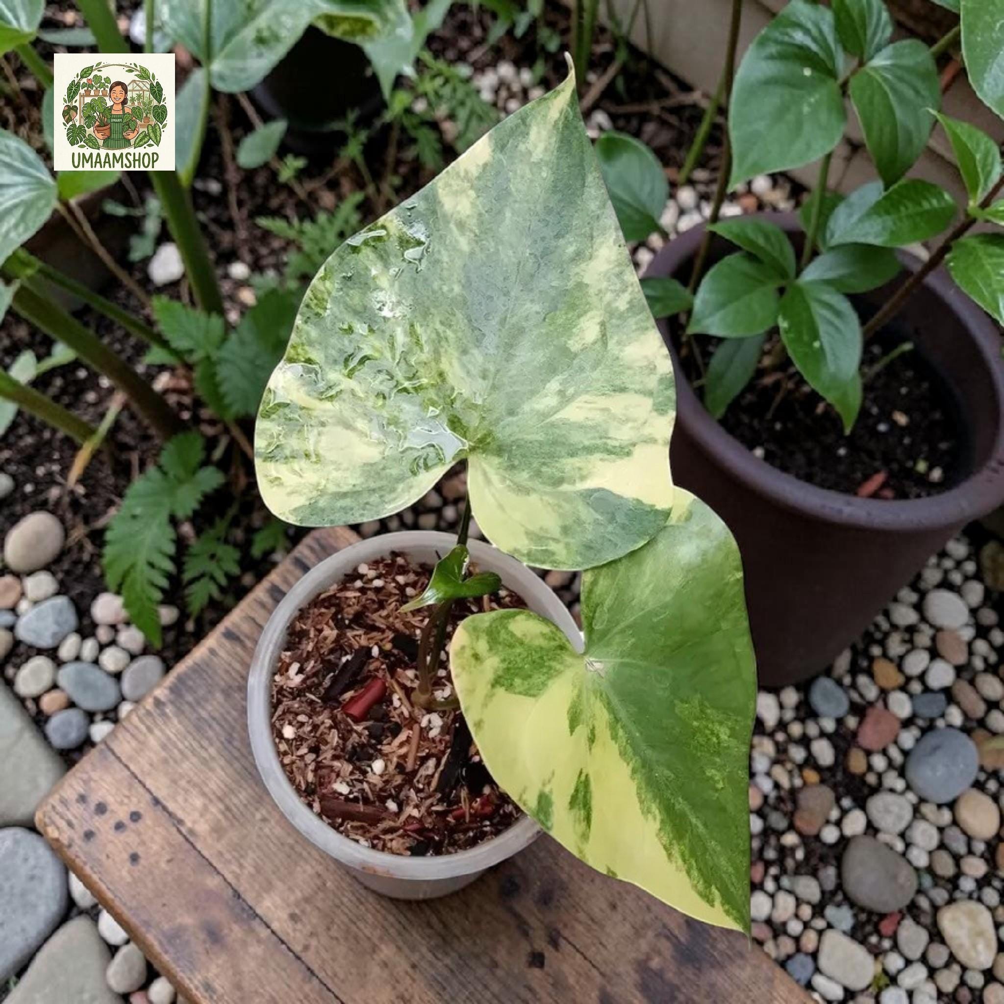Anthurium pterodactyl variegata - Etsy 日本