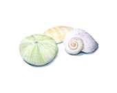 Watercolor Painting of Seashells, Nautical Art Print, Sea Shell Art, Shell Painting, Sea Urchin Beach Decor Ocean Green Yellow White Pastel
