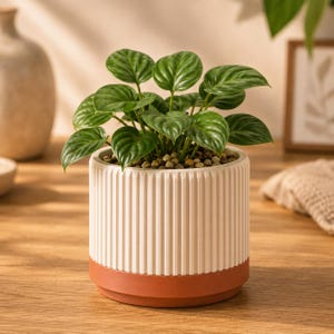 May include: A small green Peperomia plant with heart-shaped, textured leaves potted in a cylindrical planter. The planter features a white, vertically ribbed upper section and a solid, smooth terracotta-coloured base with a matching saucer.