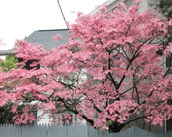 Semillas de cornejo de flores rosadas – Un vistoso árbol perenne de jardín.