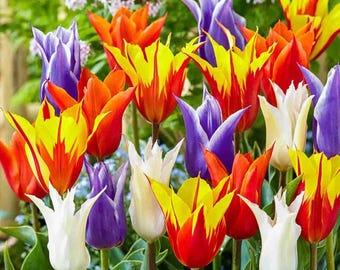 Collectie gemengde kleuren tulpenzaden | Lente bloeiende tuinbloemzaden