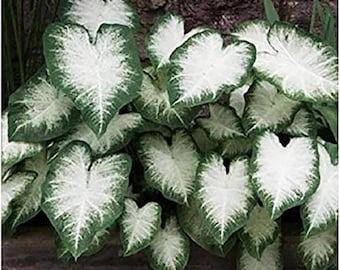 Bulbi di Caladium ‘Aaron’ – Pianta ornamentale gigante a forma di cuore con foglie decorative