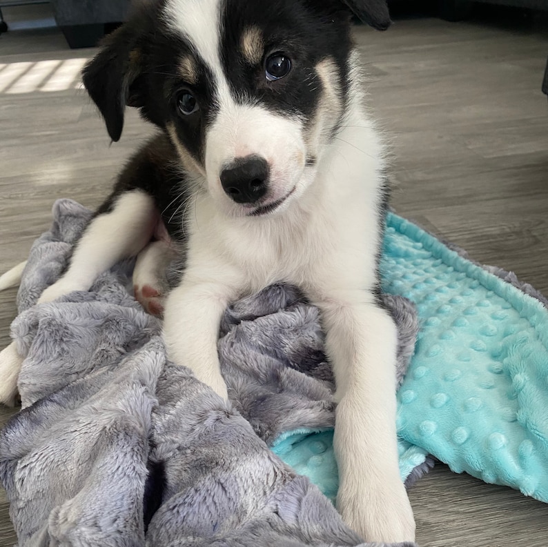 Personalized Gray Galaxy Tie Dye Dog Blanket Gray Paw Print Etsy
