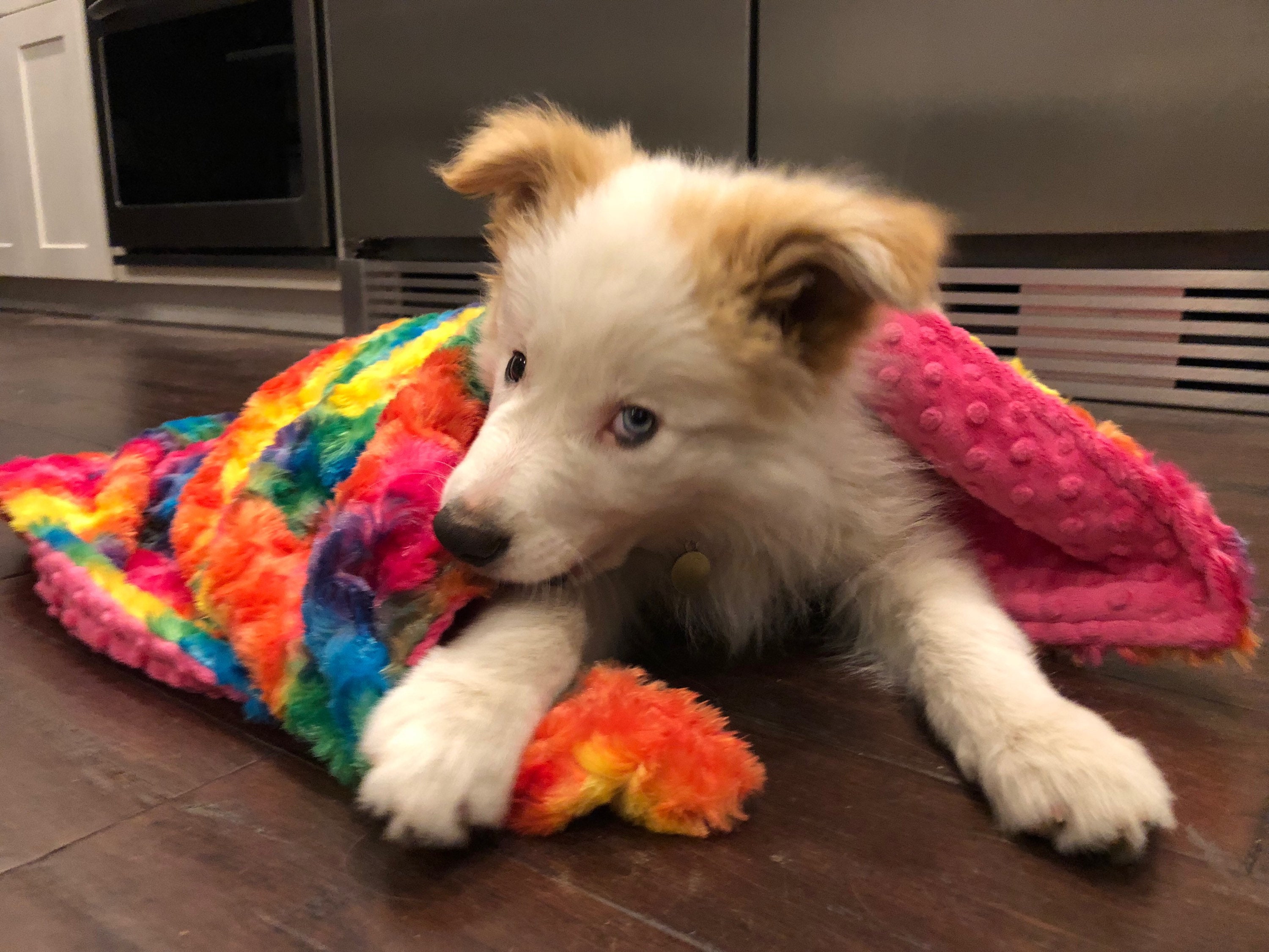 Personalized Paw Print Blanket Gray Paw Print Dog Blanket ...
