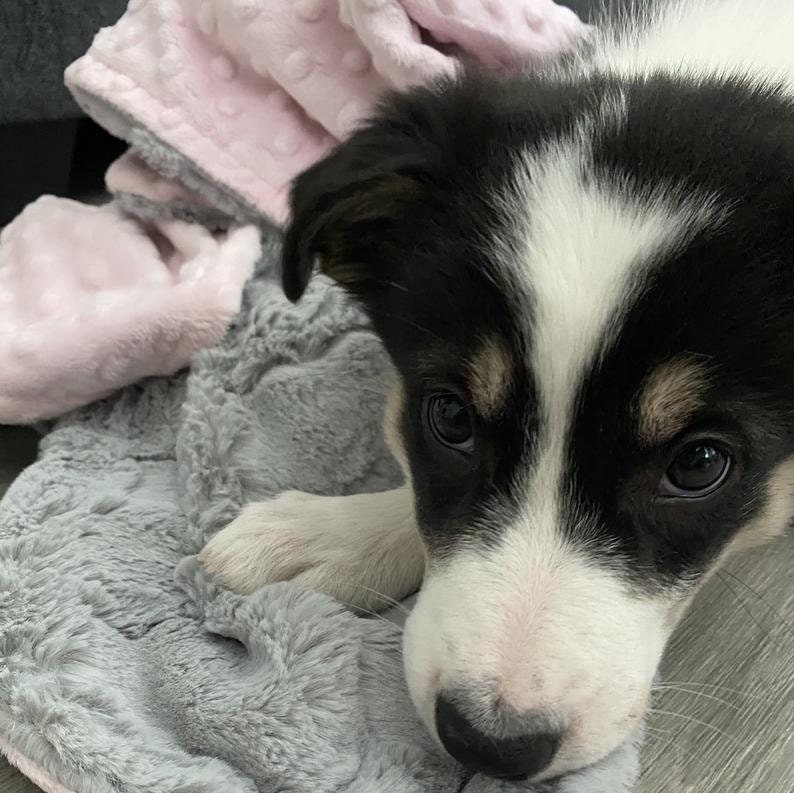 Personalized Gray Hide Print Dog Blanket Gray Paw Print Dog Etsy