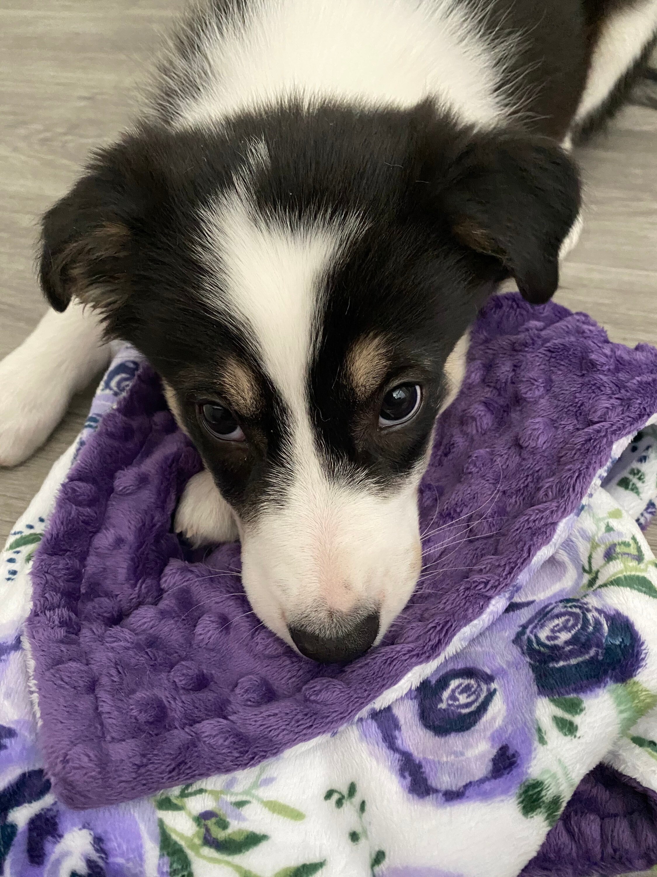 etsy personalized dog blankets